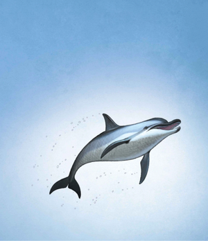 Orskoskrzydłe 20.png